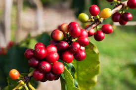 Giá cà phê hôm nay 22/11: Giá giảm mạnh khi Mỹ bỏ thuế thực phẩm Brazil, arabica thấp nhất 7 tuần