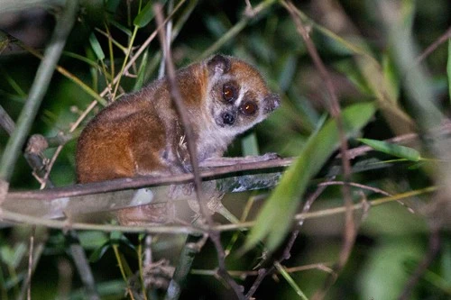 Cá thể cu li nhỏ quý hiếm được bàn giao và thả về tự nhiên tại Thanh Hóa