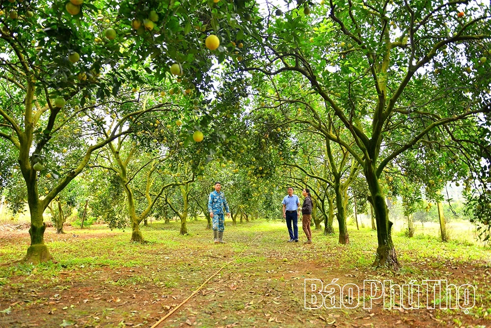 ລະດູການທອງຂອງ Cao Phong
