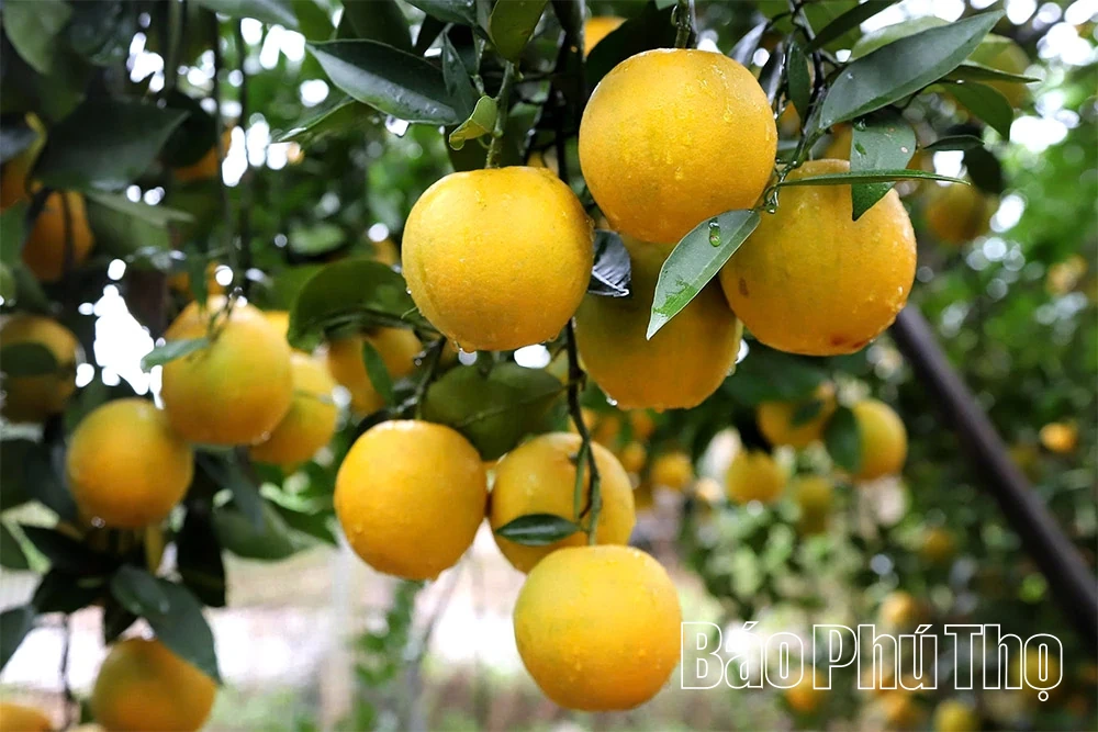 ລະດູການທອງຂອງ Cao Phong