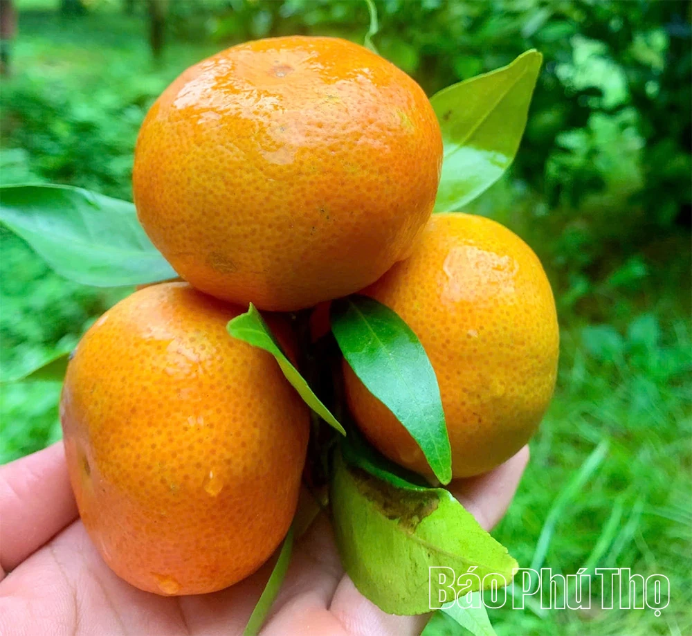 ລະດູການທອງຂອງ Cao Phong