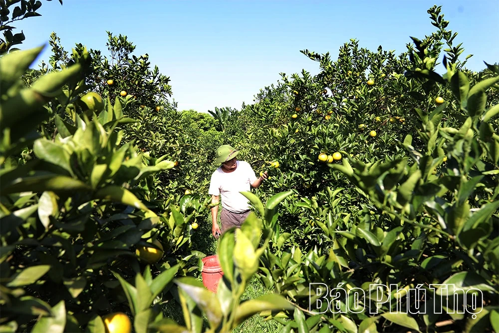 ລະດູການທອງຂອງ Cao Phong