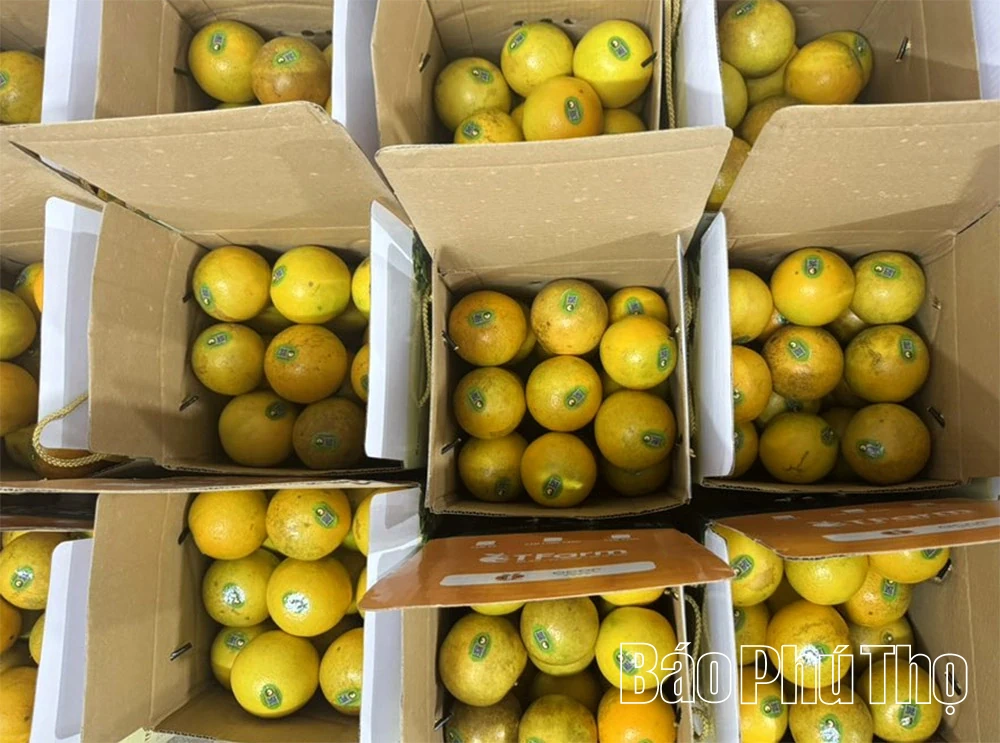 ລະດູການທອງຂອງ Cao Phong