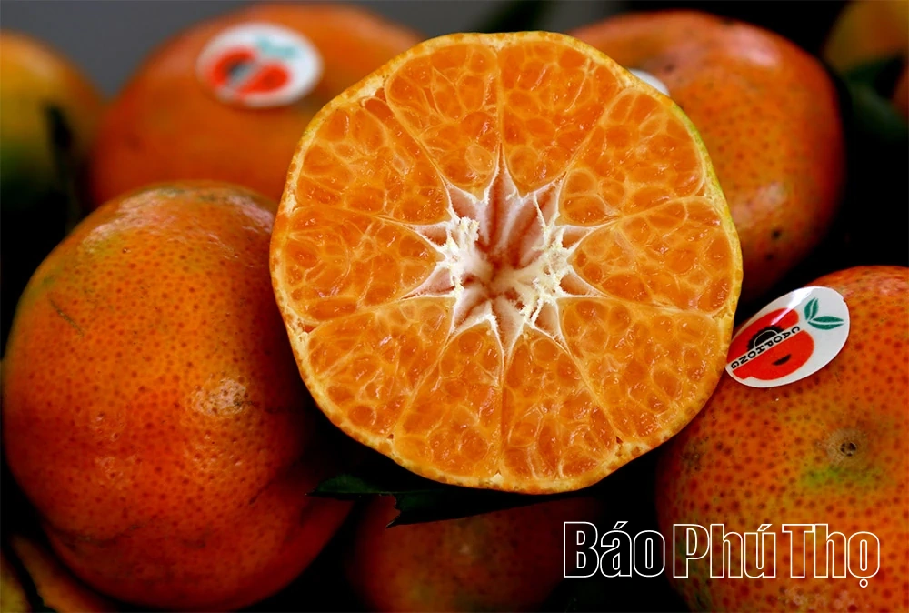 ລະດູການທອງຂອງ Cao Phong