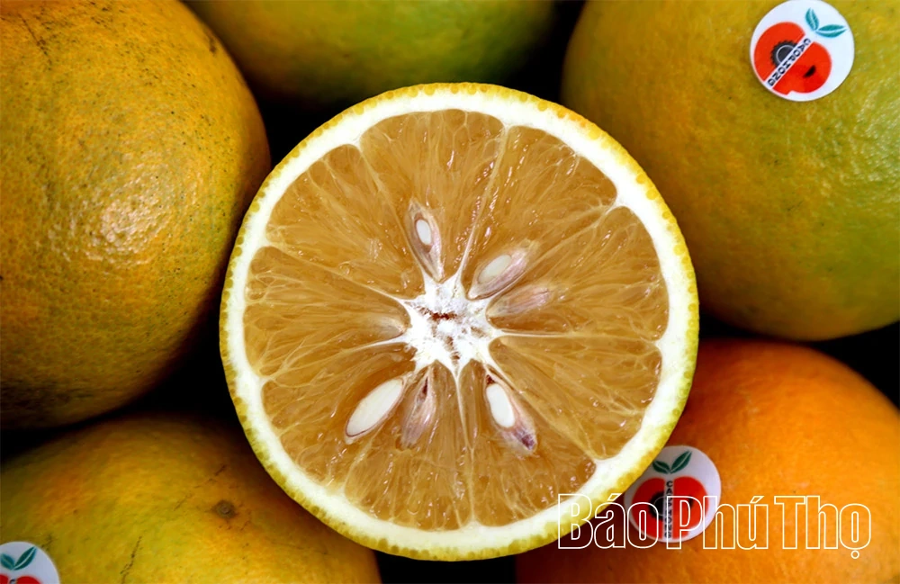 ລະດູການທອງຂອງ Cao Phong