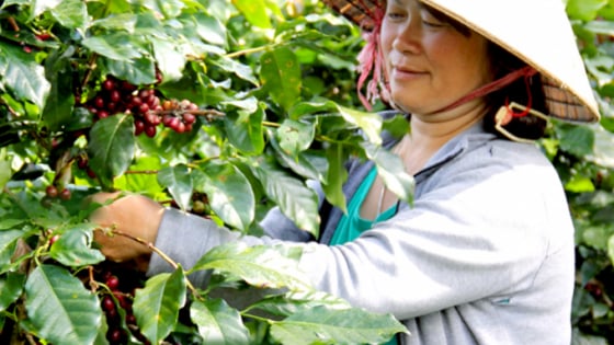 Giá cà phê hôm nay 22/11/2025: Thị trường giảm mạnh