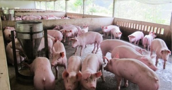 Giá heo hơi hôm nay 22/11/2025: Tiếp đà tăng giá