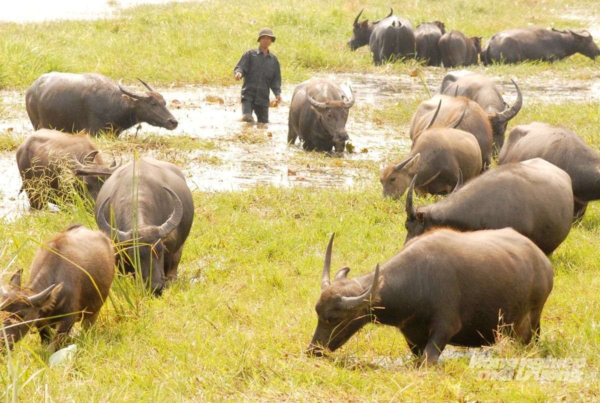 Nella provincia di An Giang, gli allevatori fanno pascolare i loro bufali su pascoli naturali, avvalendosi anche di regolari controlli veterinari per prevenire malattie e garantire un approvvigionamento alimentare sufficiente fino alla fine dell'anno. Foto: Le Hoang Vu.