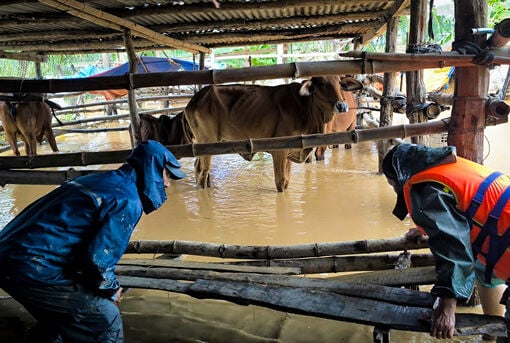 Thời tiết hôm nay 22/11: Quảng Ngãi đến Đắk Lắk và Khánh Hòa vẫn còn mưa