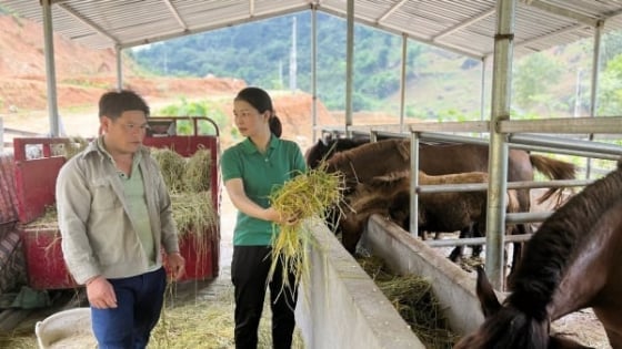 Chủ động bảo vệ đàn gia súc trước rét đậm, rét hại