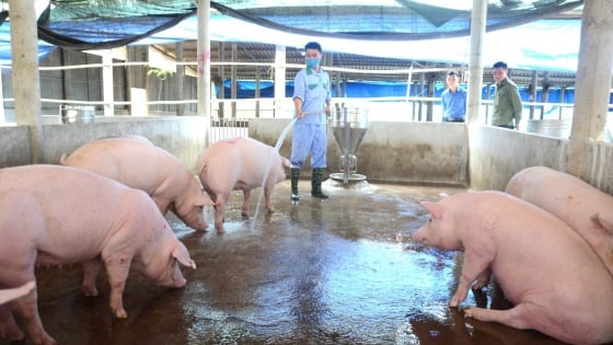 Mở rộng quy mô chăn nuôi an toàn dịch bệnh