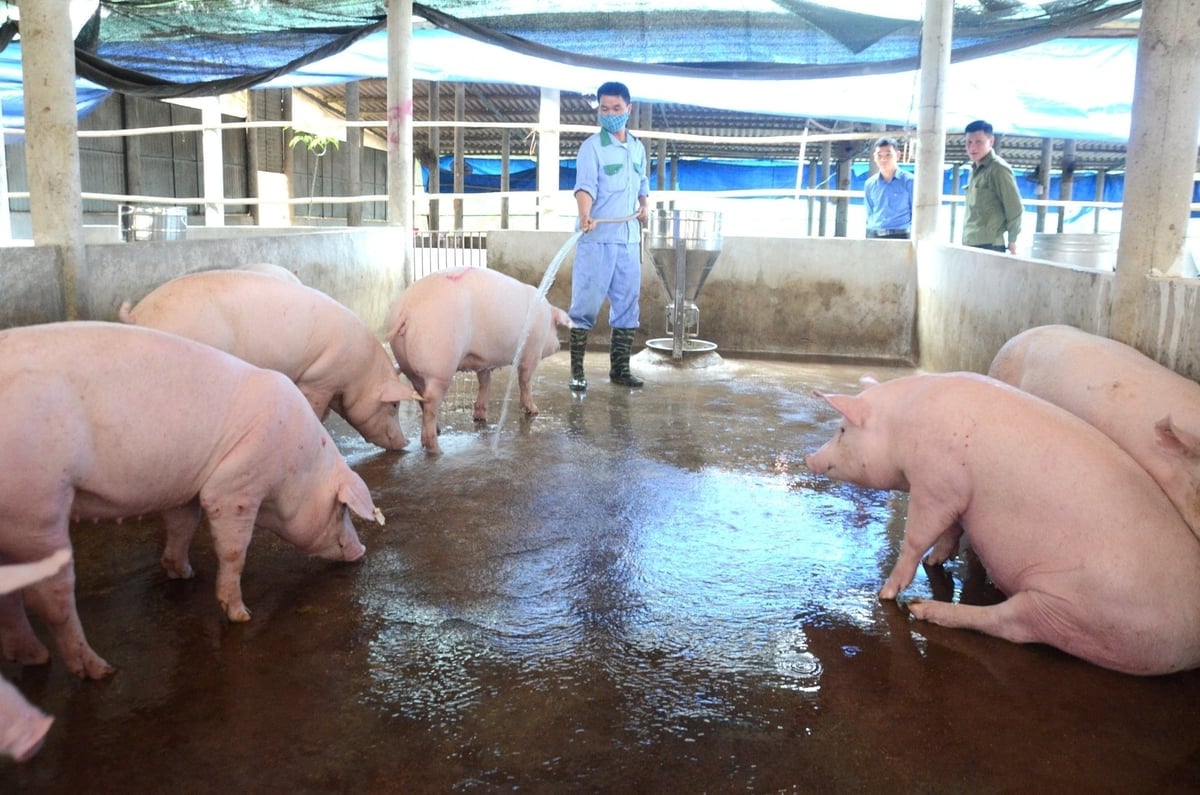 Chăn nuôi an toàn dịch bệnh là hướng đi mà ngành chăn nuôi Tuyên Quang đang hướng tới, mở rộng phát triển. Ảnh: Đào Thanh.