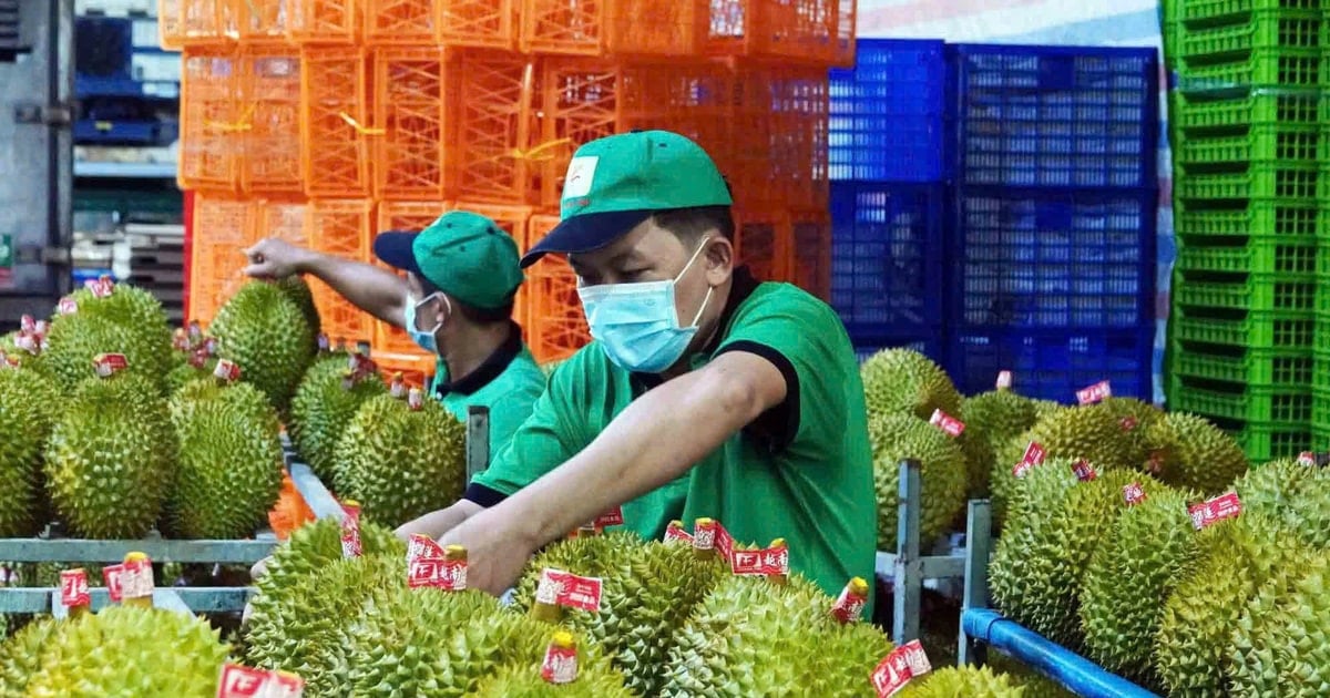 Giá sầu riêng 22/11: Sầu Thái đạt 115.000 đồng/kg, xuất khẩu khởi sắc