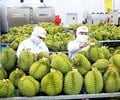 17 ondernemers werden vervolgd voor overtredingen van de durian-exportwetgeving. Waarom gebeurt dit?