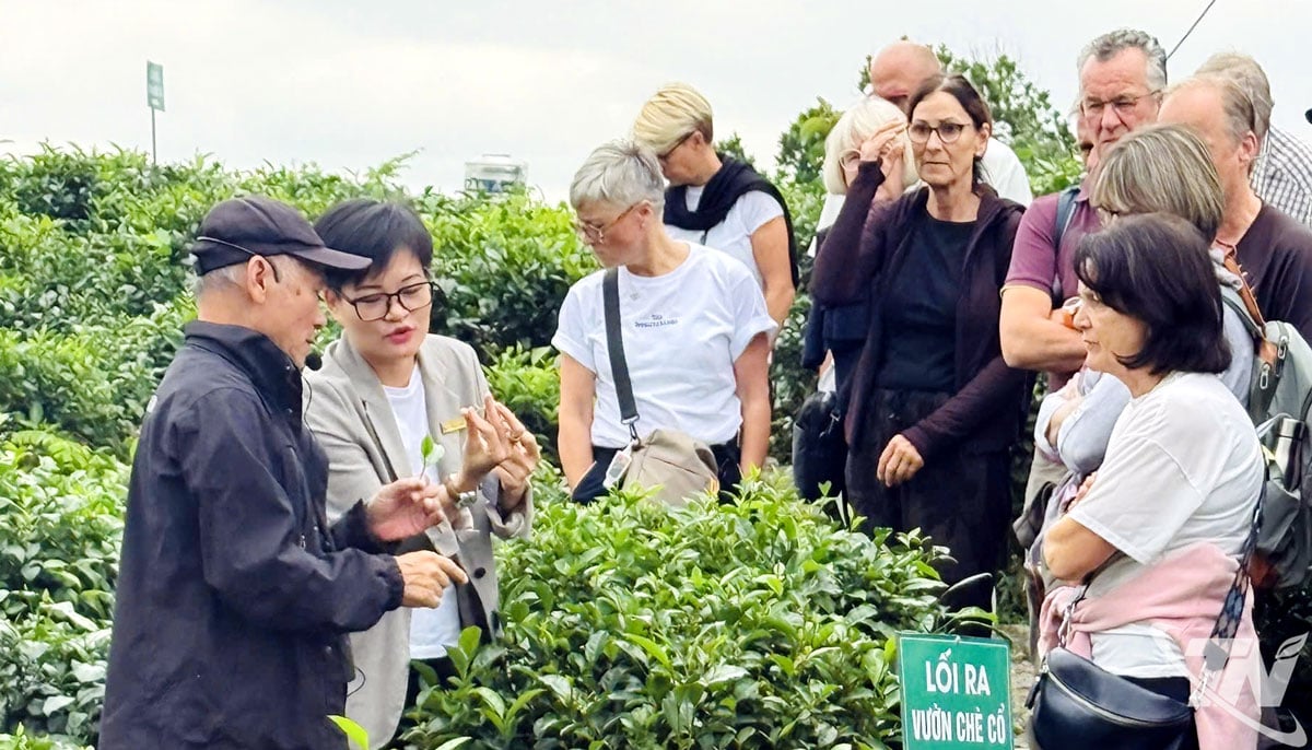 'Chạm' vào vị trà nguyên bản