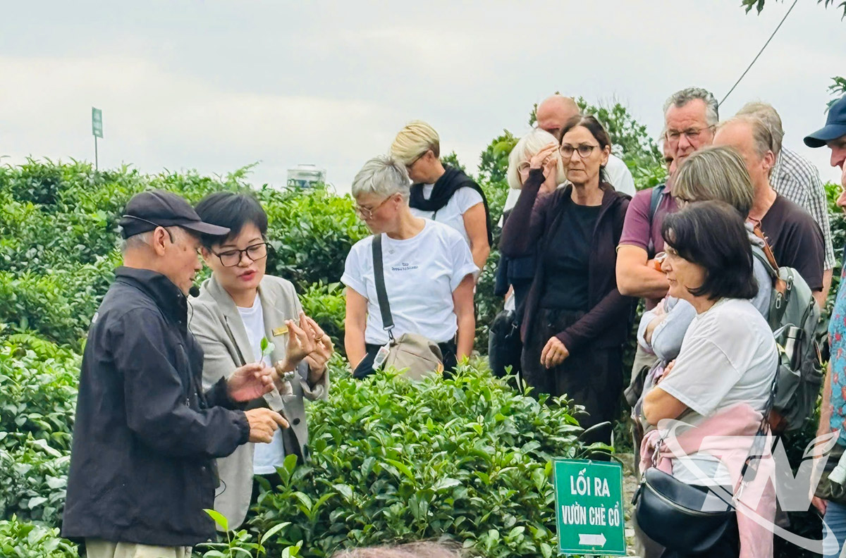 محترمہ ٹران تھی وان (دوسرا بائیں) جرمن سیاحوں کے ایک گروپ کو ٹین کوونگ چائے کی کلیاں متعارف کروا رہی ہیں