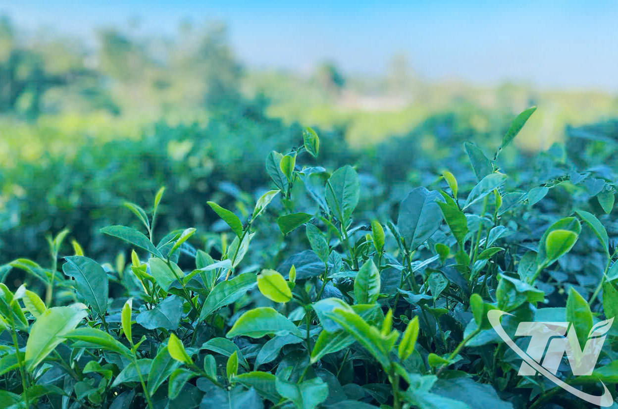 چائے کے درخت صبح کی دھند میں پھیلے ہوئے ہیں، جو پہاڑوں اور پہاڑیوں کی خوبصورتی کو محفوظ رکھتے ہیں۔