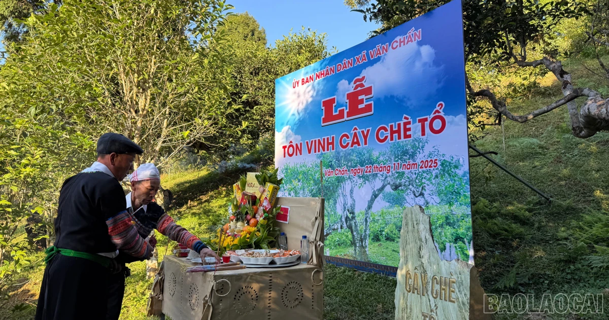 Lễ tôn vinh cây chè tổ ở Suối Giàng