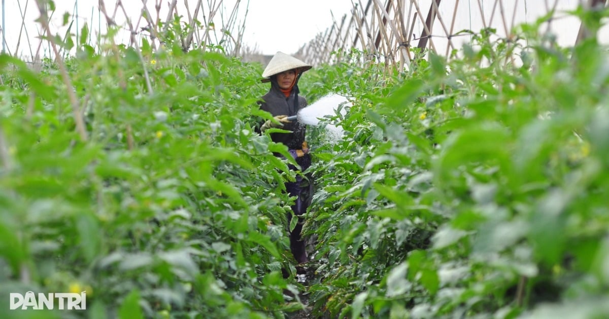 Nguồn cung rau vẫn đảm bảo dù lũ “xóa sổ” nhiều vườn tược ở Lâm Đồng