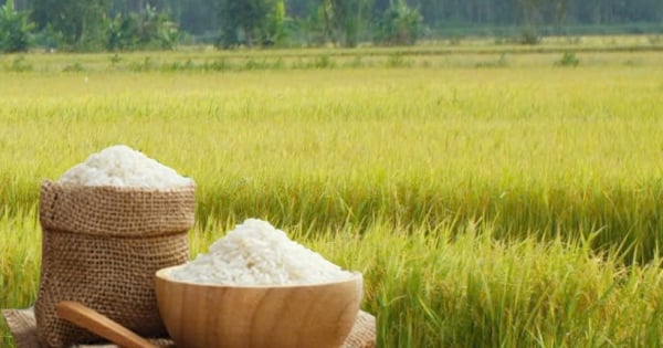 Giá lúa gạo hôm nay ngày 22/11: Gạo bình ổn, lúa tương vững giá