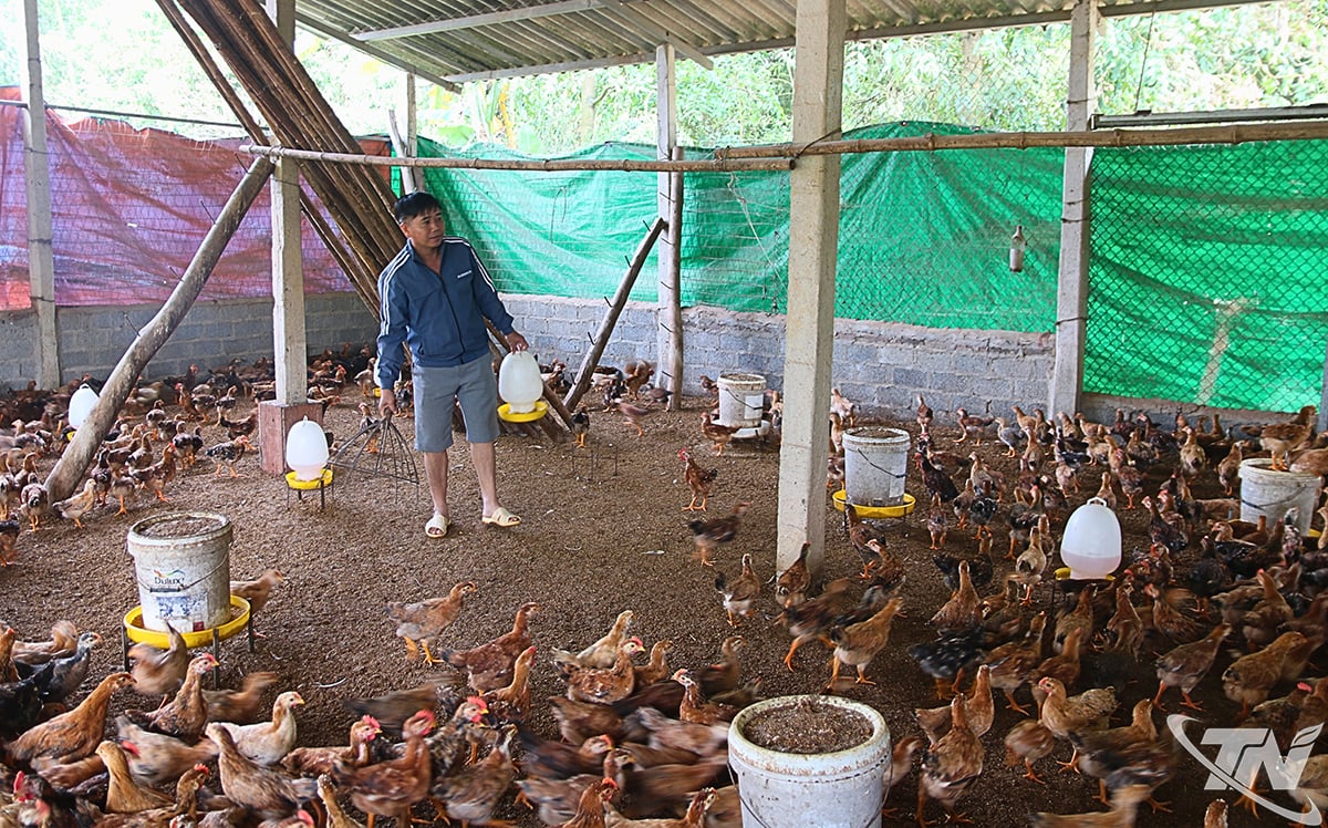 ສະ​ຫະ​ກອນ​ລ້ຽງ​ໄກ່​ເຂດ​ໄຕ​ງວຽນ (ຕາ​ແສງ ເຕີນ​ແຄງ) ໄດ້​ຟື້ນ​ຟູ​ຝູງ​ສັດ​ຢ່າງ​ວ່ອງ​ໄວ ແລະ​ເຮັດ​ໃຫ້​ບັນ​ດາ​ການ​ເຄື່ອນ​ໄຫວ​ປູກ​ຝັງ​ມີ​ສະ​ຖຽນ​ລະ​ພາບ.