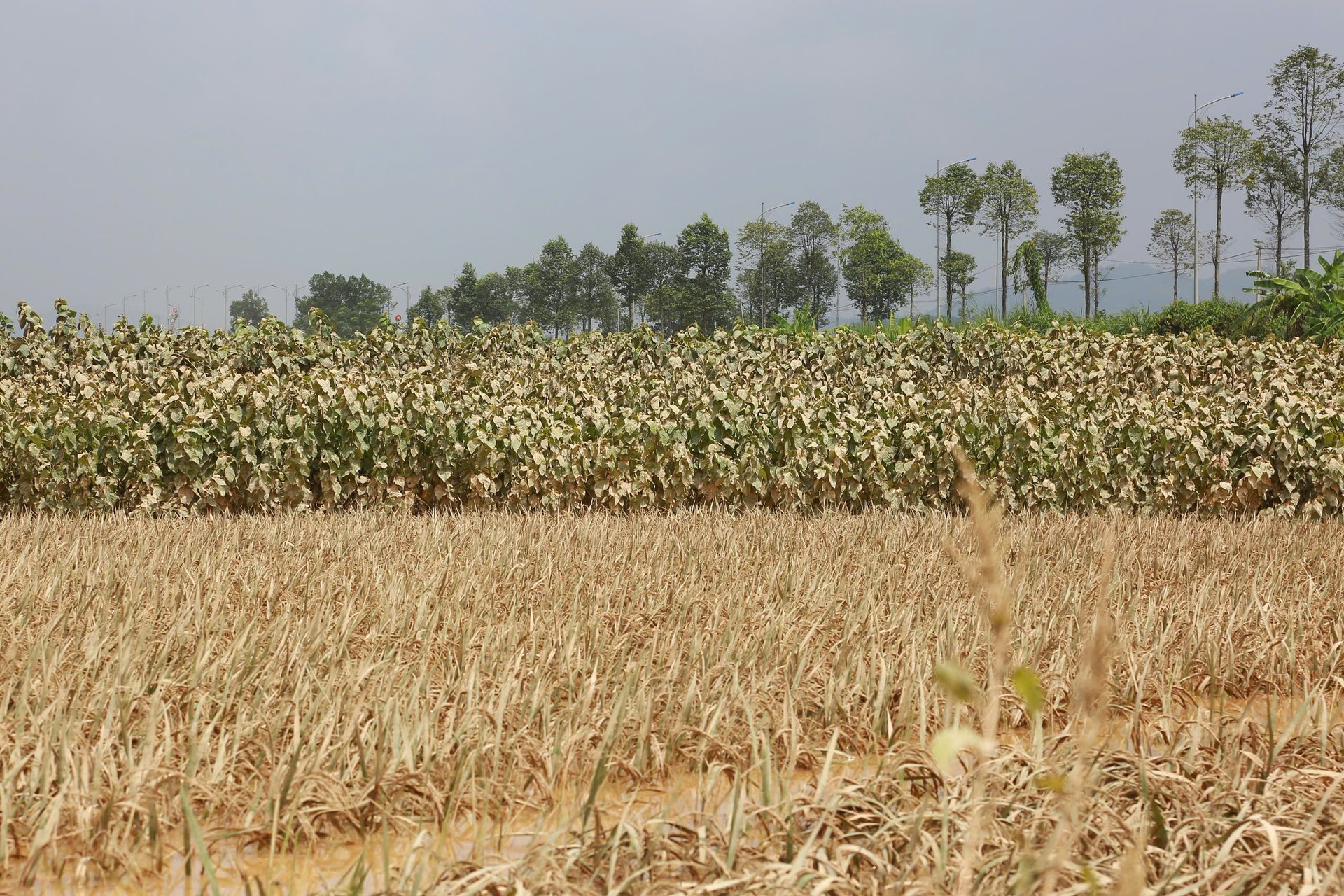 Chuyển đổi cây trồng phù hợp, ưu tiên các loại cây ngắn ngày, rau màu để bù đắp sản lượng cho các cây trồng bị thiệt hại như lúa, ngô sau mưa lũ. Ảnh: Duy Học