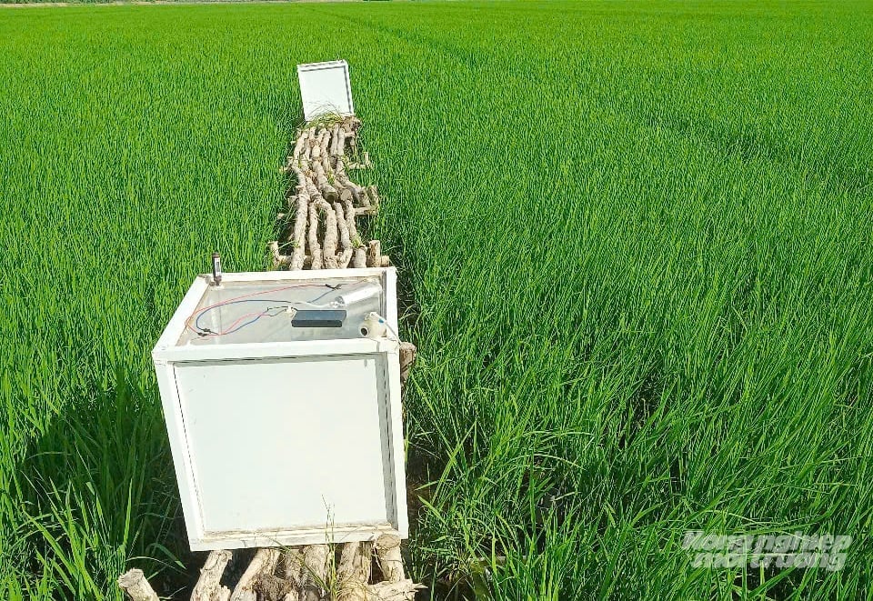 HTX Dịch vụ Phú Nông Xanh ứng dụng công nghệ tưới ngập khô xen kẽ. Ảnh: Lê Hoàng Vũ.