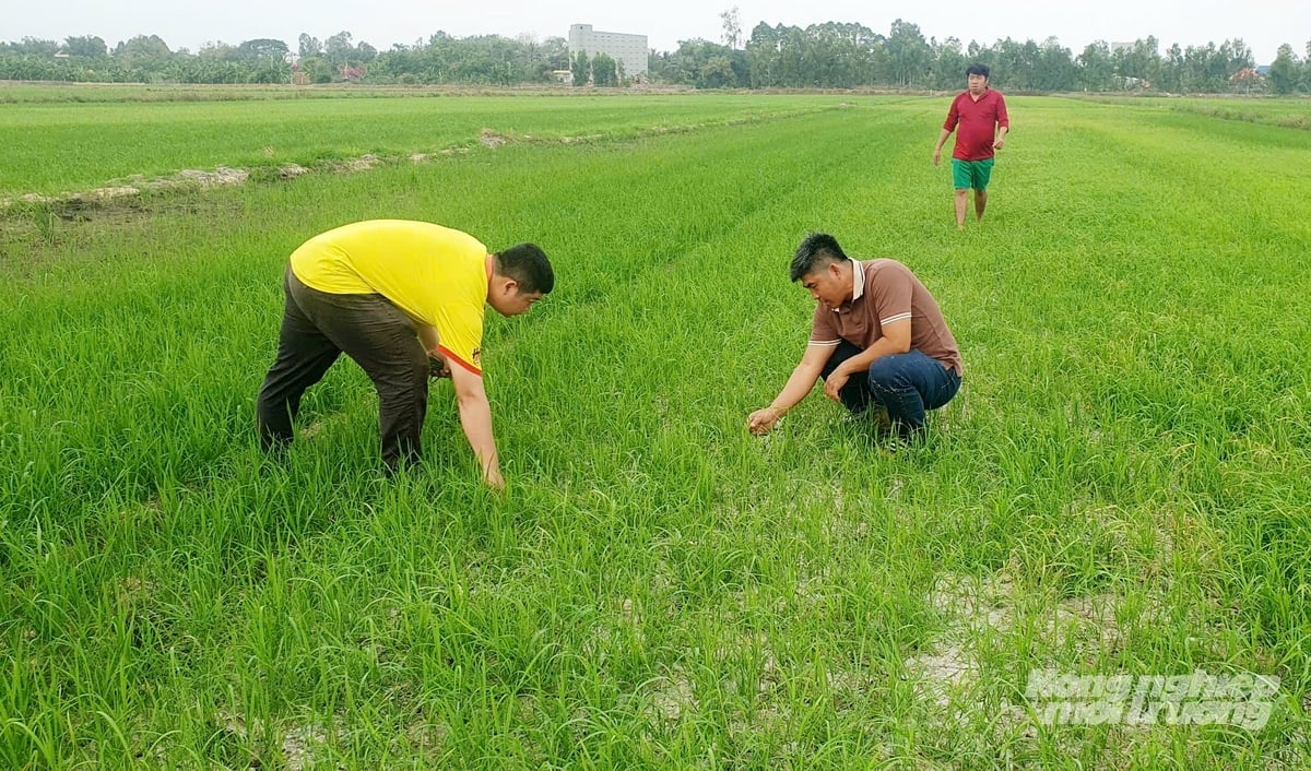 Giai đoạn 2024 – 2025, HTX Phú Nông Xanh đã có 400 ha đạt chứng nhận Global GAP, đánh dấu bước chuyển mạnh mẽ về sản xuất xanh và minh bạch. Ảnh: Lê Hoàng Vũ.