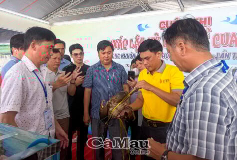 Xuất hiện con Cua gần 1,9 kg tại cuộc thi “Xác lập kỷ lục” về Cua Cà Mau