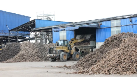 Cần bảo đảm nguồn nguyên liệu khoai mì tươi phục vụ cho các nhà máy