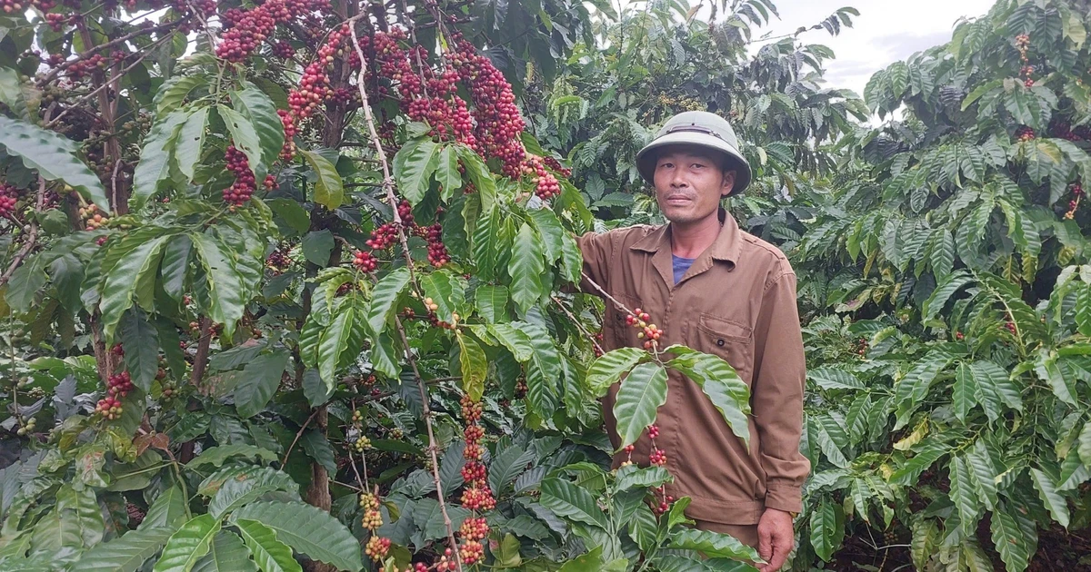 Vụ thu hoạch cà phê 2025-2026: Thấp thỏm vì thời tiết bất lợi và khan hiếm nhân công