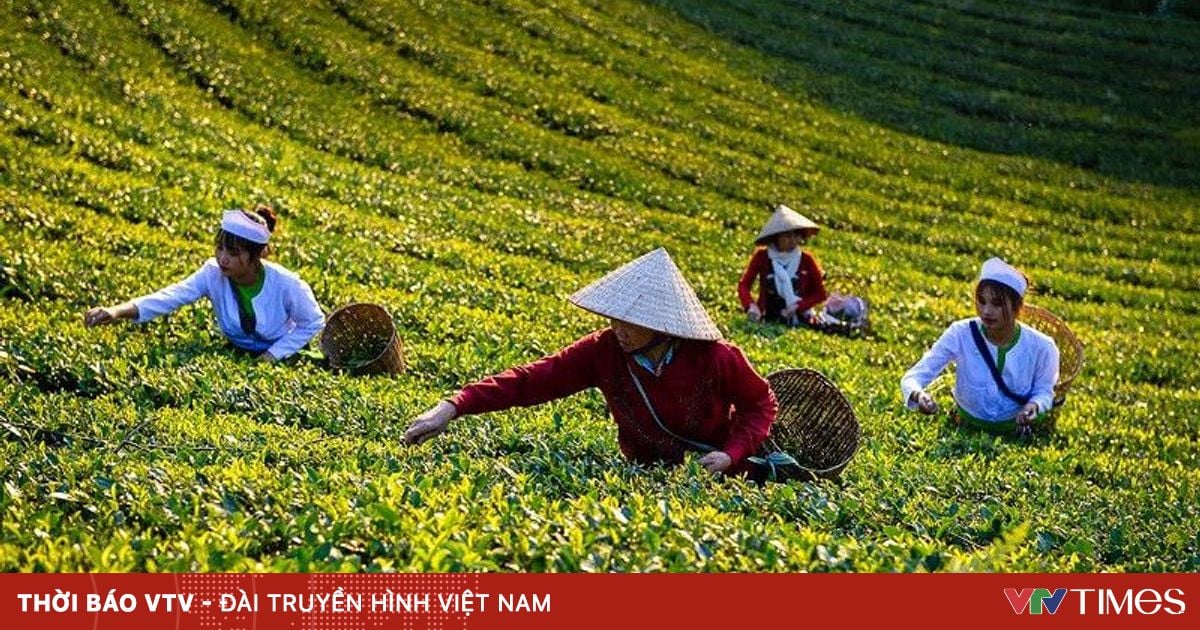 Sắc thu Long Cốc: Bức tranh bình yên giữa đồi chè xứ Phú Thọ