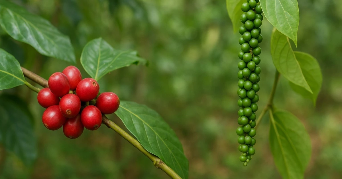 Ngày 22-11, giá cà phê và hồ tiêu tăng mạnh 1.000-1.500 đồng/kg