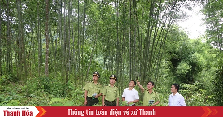 Hỗ trợ người dân phát triển bền vững, hiệu quả rừng luồng