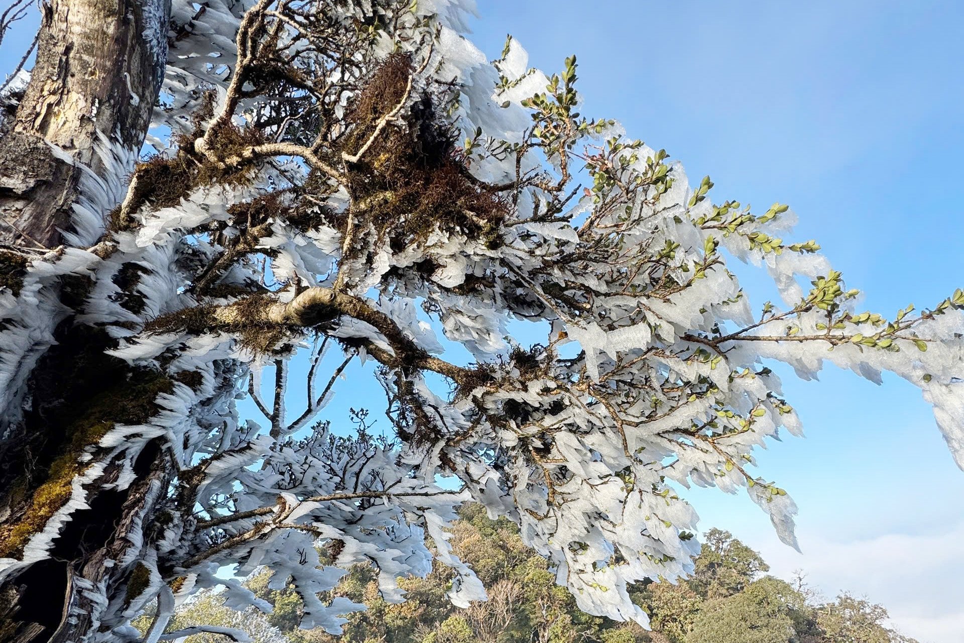 Đỉnh Fansipan, Tà Xùa phủ trắng băng giá, sương muối