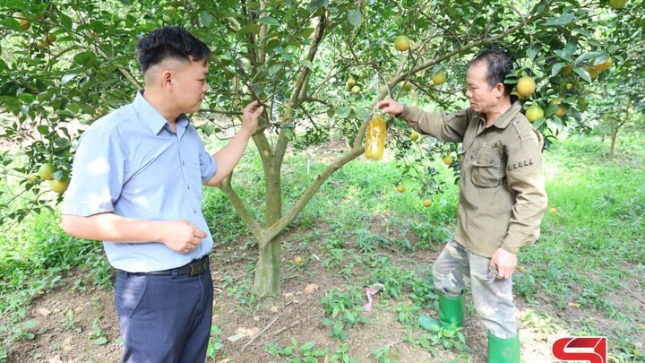 Giúp nông dân làm giàu và giảm nghèo bền vững