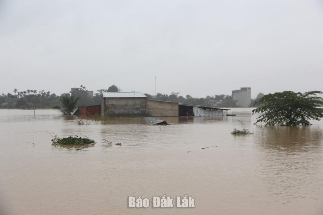 ฟาร์มปศุสัตว์ในหมู่บ้าน 6 บิ่ญฮวา (ตำบลกรองอานา) ถูกน้ำท่วม