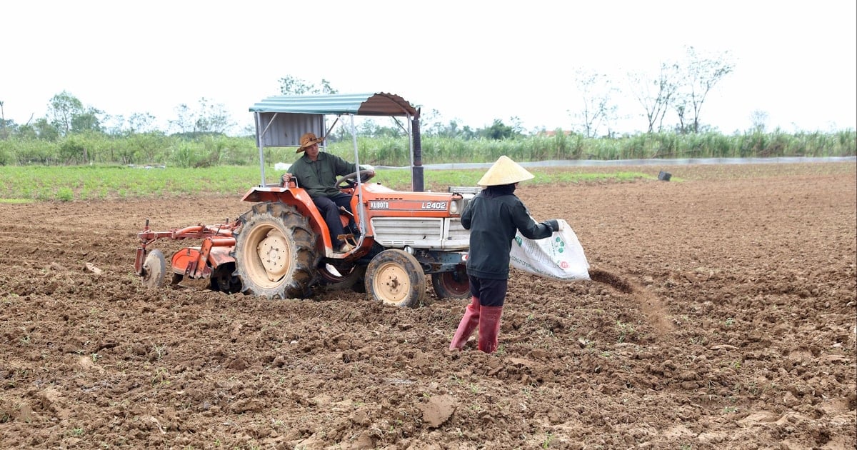 Thời tiết khô ráo, nông dân Nghệ An khẩn trương xuống giống vụ Đông