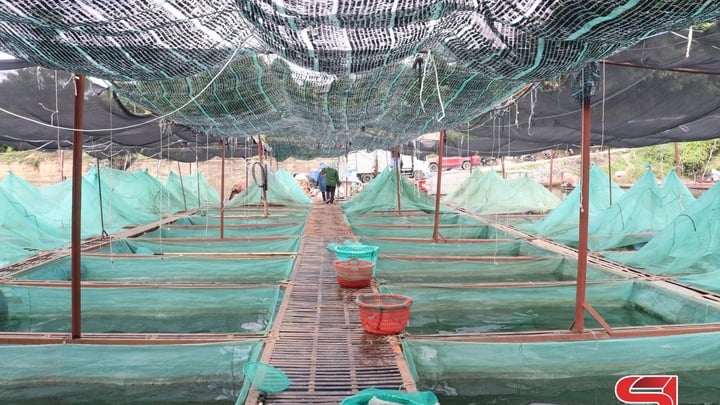 Chiềng Lao nỗ lực giảm nghèo bền vững