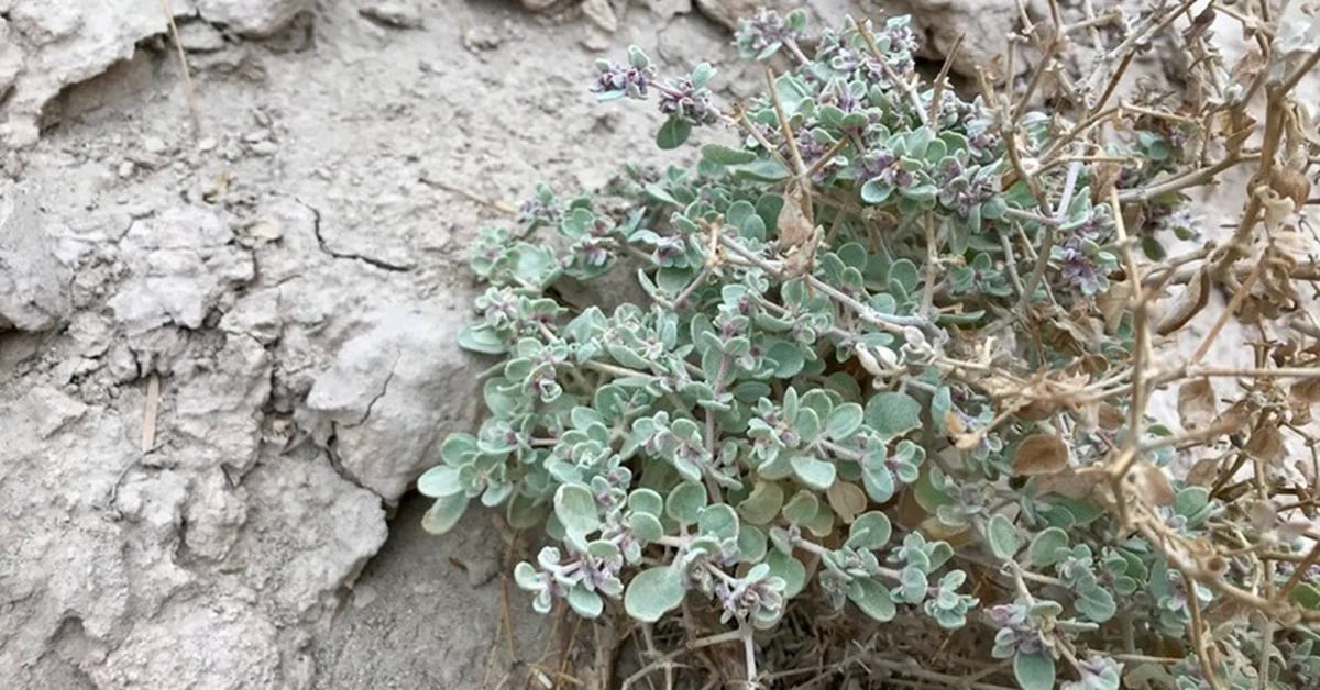 Phát hiện bí mật của loài cây chịu nóng đến 49°C