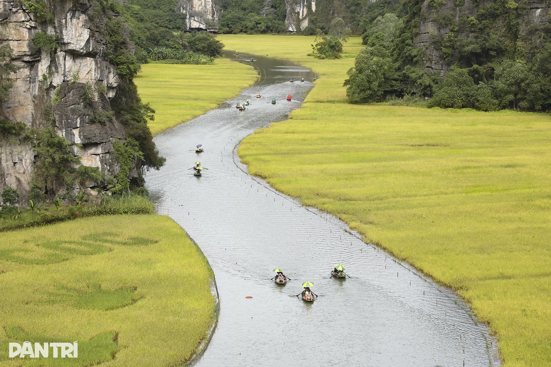 Khách Tây mê làm nông dân ở Việt Nam: Sáng cấy lúa, chiều chăn trâu