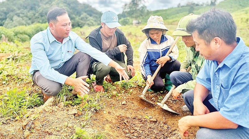 Điện Biên chủ động tháo gỡ khó khăn các dự án hỗ trợ sản xuất nông nghiệp