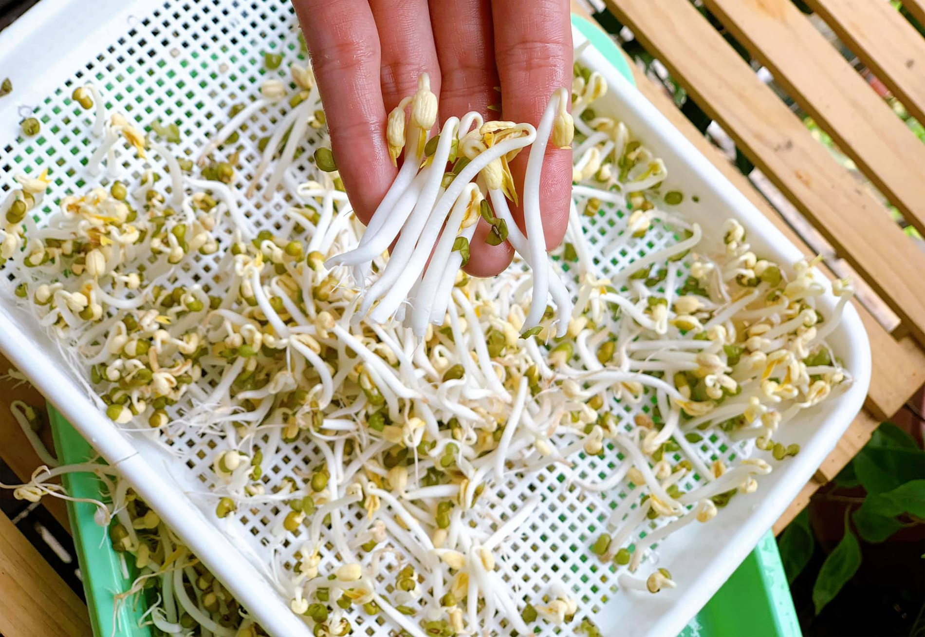 Rau tăng giá, người Hà Nội tự làm giá đỗ, rau mầm, thiết kế bữa ăn '3 món còn 2'