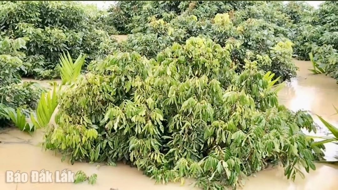 Ook stonden de landbouwgronden van veel mensen onder water.