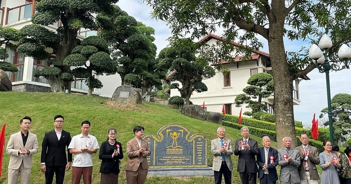 Công nhận 12 cây cổ thụ tại Bắc Ninh là Cây Di sản Việt Nam