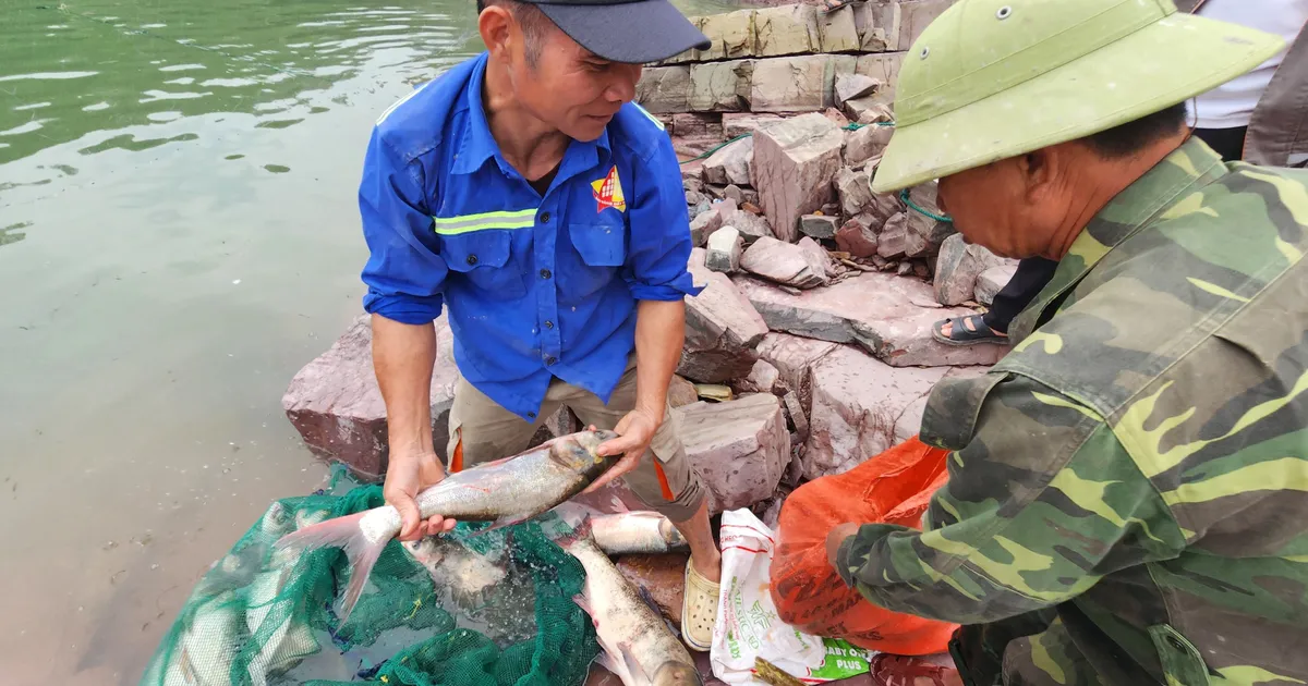 Đóng tràn Dốc Miếu: người dân săn cá mè lớn ở hồ Kẻ Gỗ