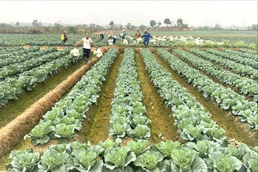 Hải Phòng mở rộng sản xuất vụ đông