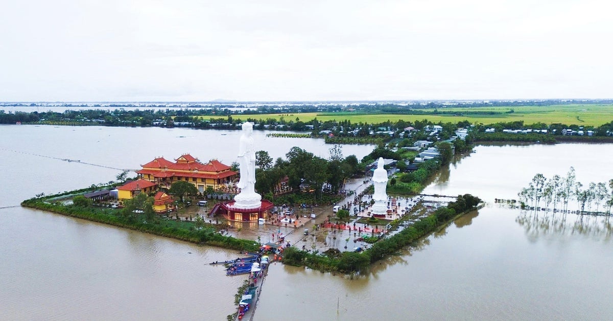 Nông dân miền Tây chở khách tham quan đồng nước nổi bằng vỏ lãi