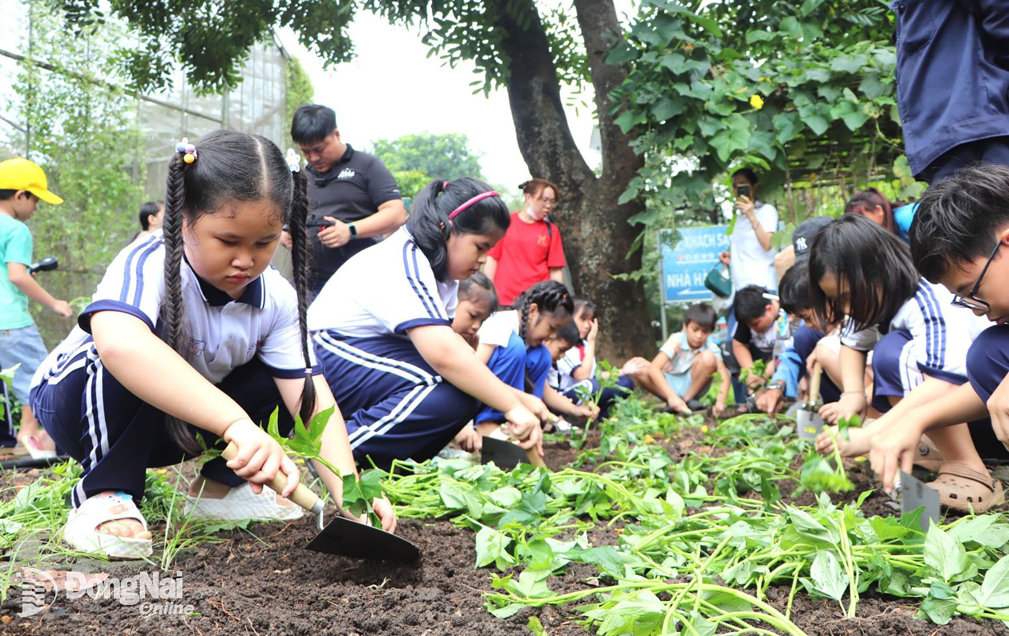 Học sinh được hướng dẫn cách trồng và chăm sóc vườn rau. Ảnh: Ngọc Liên
