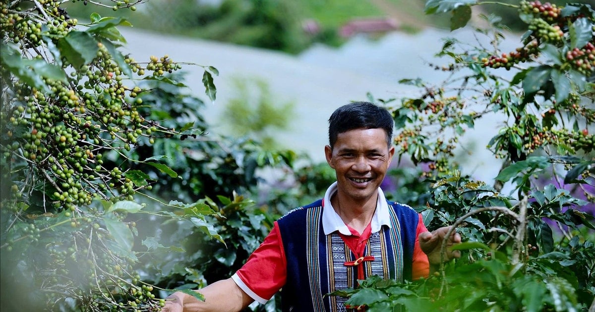 Người K’Ho Lâm Đồng dựng thương hiệu cà phê OCOP dưới chân núi Chư Mui